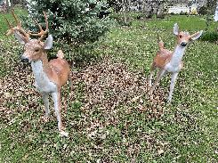 Pair of Concrete Lawn Deer