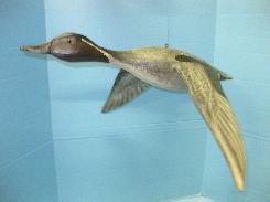 Mike Borrett Green-Winged Teal Carved Duck