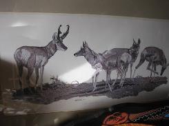 Sonoran Prong Horned Antelopes Etching
