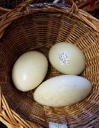 Basket Full of Ostrich Eggs
