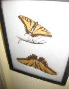 Butterflies Under Glass
