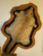 Rare White Racoon Hide Mount