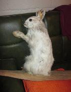Hare Mount